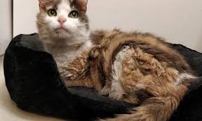 Kayip Kedi 17 Yil Sonra Sahibine Geri Dondu Cumhuriyet Dunya Haberleri Kedi Lolipop Resimler