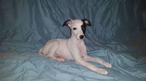 They require a safe place to run and get their exercise. Litter Of 4 Whippet Puppies For Sale In Austin Tx Adn 38650 On Puppyfinder Com Gender Female Age 12 Weeks Old Whippet Puppies Puppies For Sale Puppies