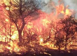 Nuestro único compromiso es con los lectores. Los Incendios Arrasan Mas De 600 000 Hectareas En La Pampa Argentina Argentina El Pais