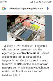 Electrophoresis separates molecules on a gel medium by passing electrical current through the gel. What Does Agarose Gel Electrophoresis Do Brainly In
