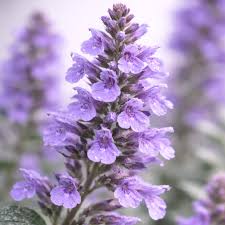 Image result for Nepeta × faassenii