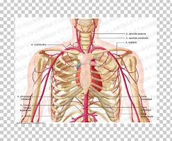 Ca are the components within the sinus, from medial to lateral. Supratrochlear Artery Head And Neck Anatomy External Carotid Artery Png Clipart Abdomen Anatomy Arm Artery Costume