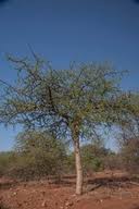 Image result for Commiphora angolensis