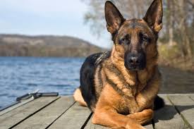 Image result for german shepherd dog
