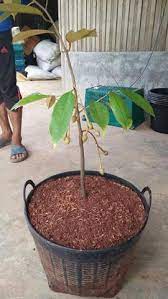 Pilih pasu pastikan anda menggunakan pasu yang mempunyai sistem saliran di bahagian dasarnya. Durian Monthong Tree Malaysia Online Plant Nursery