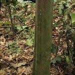 Image result for Diospyros gabunensis
