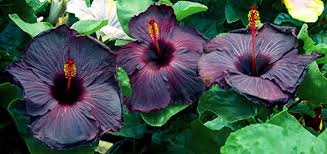 She purple flowered in the bathroom. What Do The Blue Flowers Mean In Attack On Titan