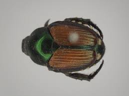Erste laborversuche haben gezeigt, dass entomopathogene pilze aus der stammsammlung von. Japankafer Popillia Japonica Newman 1838