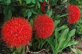 Bunga desember merupakan bunga yang berasal dari dataran afrika bagian selatan, masyarakat disana mengenalnya sebagai african blood lily. 5 Fakta Bunga Desember Yang Merah Merekah Di Penghujung Tahun