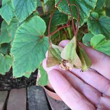 Buy tuberous, hybrid, and wax leaf begonias. Lisa Earthgirl Gardening Tips And Helpful Advice Plant Sharing