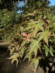埼玉県立自然の博物館 On Twitter 博物館屋外にある カエデの森 では 紅葉シーズンを前に カエデ の仲間が種を付けている様子が確認できます プロペラのような翼 よく がついているのが特徴です 遠くまで飛んでいく植物の工夫がうかがえます