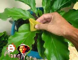 Cara merawat bunga gelombang cinta agar daun menjadi jumbo. Cara Menanam Dan Merawat Anthurium Gelombang Cinta Bibitbunga Com