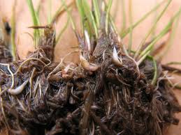Image result for Eleocharis brainii