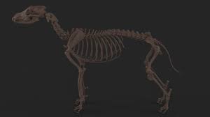 Wolf Skeleton 3d Model Obj Fbx Ma Mb Tga 14 3d Model Model Mammals