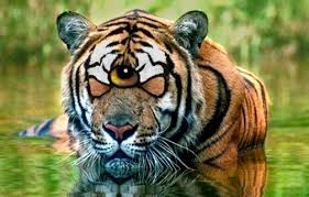 An tyger, tyger is a script written by my fellow met film student, pedro brum. Tigerland On Discovery Channel Tyger Tyger Burning Bright Gossip Central