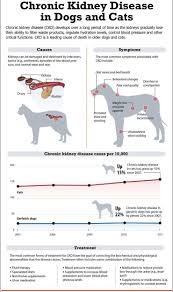 Chronic Kidney Disease In Dogs And Cats Vet Medicine Vet Technician Animal Hospital