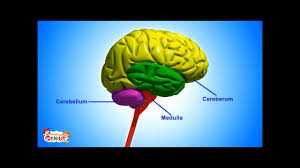 Brain Parts Functions Video For Kids From Www Makemegenius Com