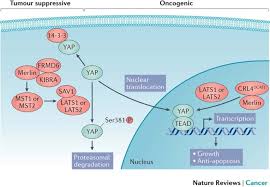 Sometimes you may feel breathless and begin to panic. Novel Insights Into Mesothelioma Biology And Implications For Therapy Nature Reviews Cancer