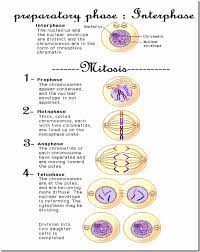 Cell Division Mitosis In Animal Cells Mitosis Cell Division Animal Cell