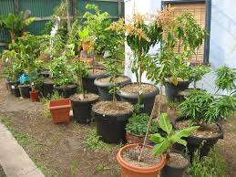Learn more about growing guava, how to grow guava tree in a container, guava plant care. 25 Best Looking For Growing Fruit Trees In Pots Pink Wool
