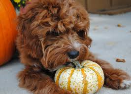 Pumpkin For Dogs Can And Should My Pet Eat Pumpkin