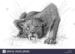 Sebastian gothe von artistravel beginnt heute eine reihe von kurzen zeichenlektionen für anfänger. Saber Tooth Katze Auf Der Jagd Tiere Zeichnen Sabelzahntiger Cat Attack Stockfotografie Alamy