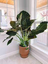 Elephant Ear Plant Care How To Grow Your Alocasia Regal Shield Plants Alocasia Plant House Plants Indoor