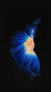 Pacific blue, gold, graphite dark . Live Photo Wallpaper Iphone