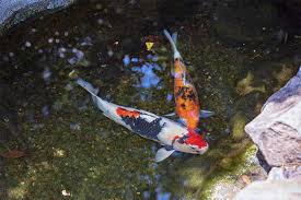The three minute rule is only giving the fish as much food as they can eat within a three minute time period. Raising Koi Fry The Basics Done Right Ponds Guide