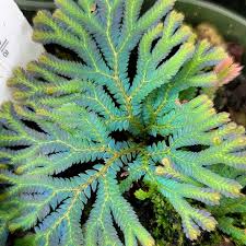 Image result for Selaginella chevalieri