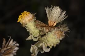 Image result for Distephanus divaricatus