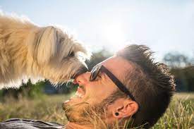 Dogs Lick To Communicate Moods Show Affection And Groom