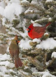 Cardinals In The Snow Relax With This Nature Photo Relax More With This Free Music With Binauralbeats That Can Pretty Birds Beautiful Birds Pet Birds Cardinals sing beautifully and you can almost hear this one singing a. pinterest