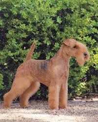 Image result for lakeland teriér