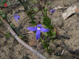 Image result for Lobelia uliginosa