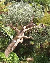 Image result for Cussonia sessilis