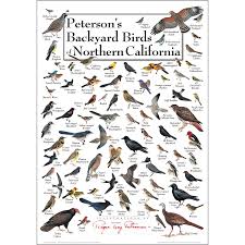 Black And White Birds In Northern California Petersons Backyard Birds Of Northern California Poster In 2020 Backyard Birds California Poster Bird Identification