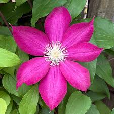 Image result for Clematis costata