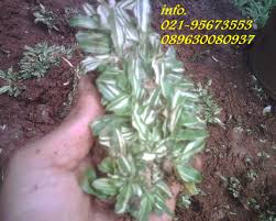 Rumput gajah mini adalah rumput yang masuk kedalam keluarga rumput gajah (elephant grass) dimana dapat kita ketahui untuk jenis rumput gajah memiliki ciri berdaun dengan 1. Jual Rumput Gajah Mini Varigata Berbakat Taman Landscape The Best Garden Maker