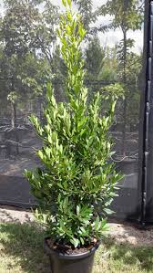 Image result for bay leaf bush foto