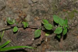Image result for Parietaria debilis