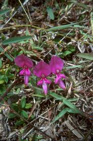 Image result for Galactia