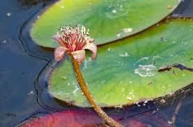 Image result for Brasenia