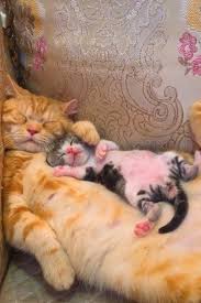 Pin By Kira Lanak On Zhivotnye In 2020 Baby Cats Cute Baby Animals Cute Animals