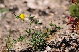 Image result for Argyrolobium fischeri