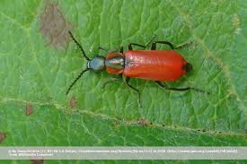 Und dann fällt bei näherer betrachtung auf: Kleine Rote Kafer Im Garten Was Hat Es Damit Auf Sich