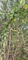 Image result for Combretum mossambicense