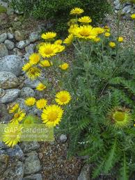 Image result for Berkheya setifera