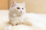 Turkish Angora Cats | Turkish Angora Cat Breed Info ...