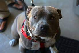 5 Reasons Why Pit Bulls Are Misunderstood One Green Planet